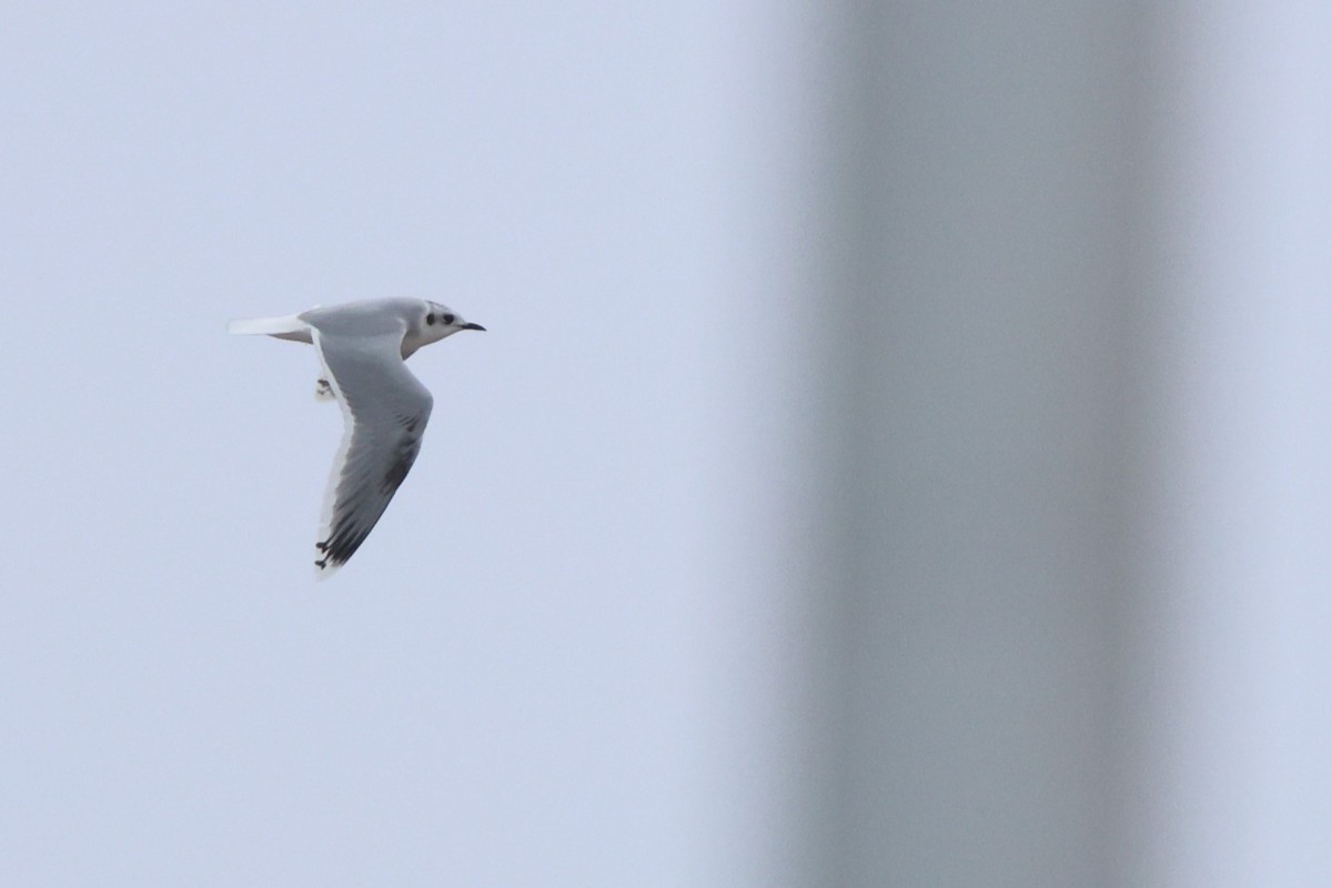 Little Gull - Brandon Holden