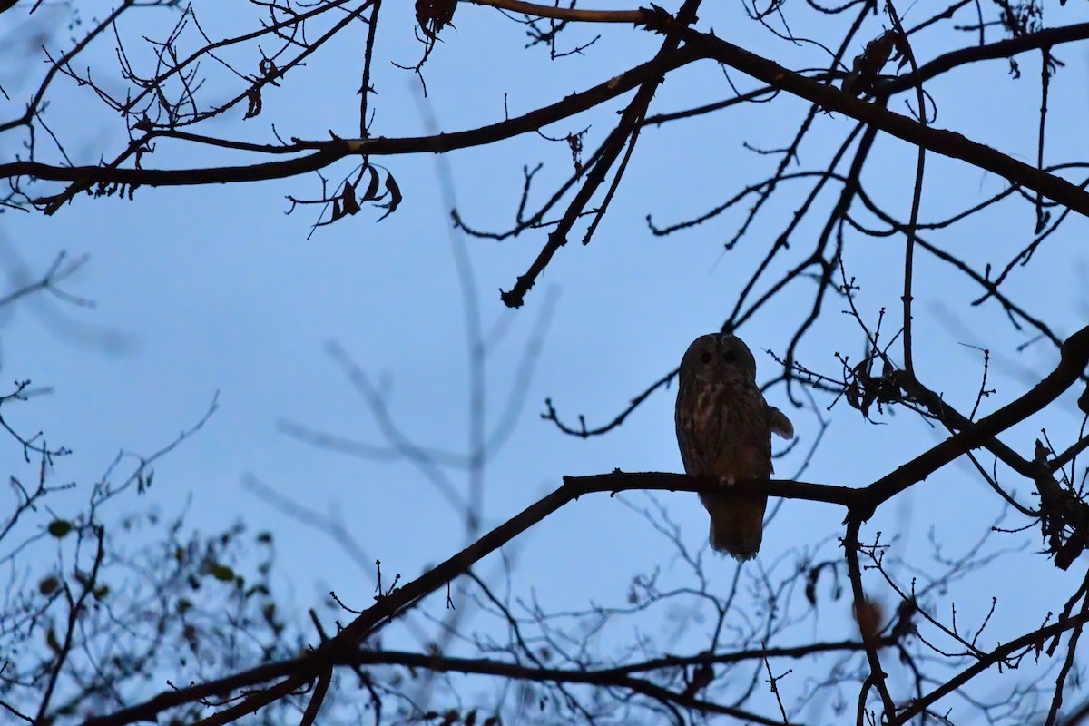 Tawny Owl - ML627463300
