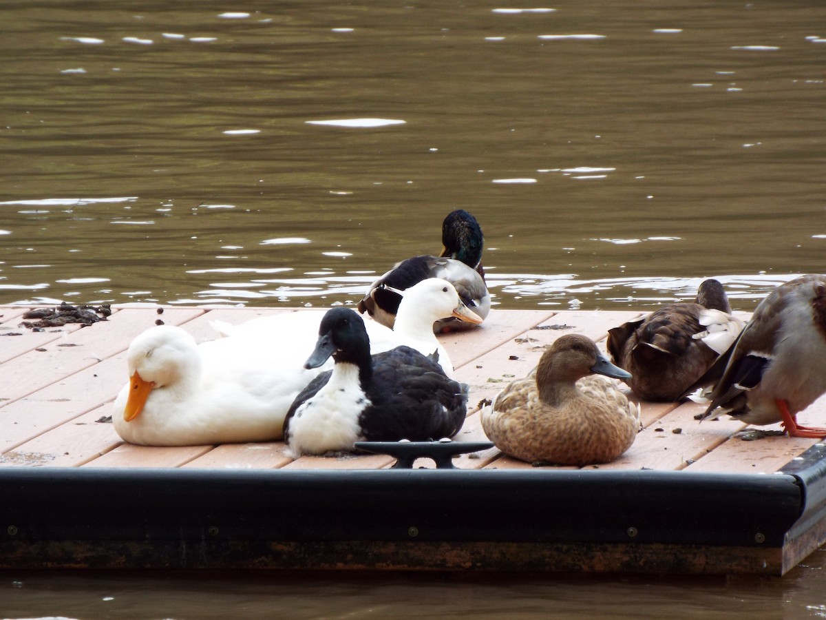 Mallard (Domestic type) - ML627463316