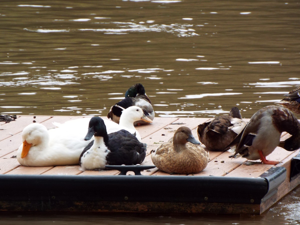 Mallard (Domestic type) - ML627463317