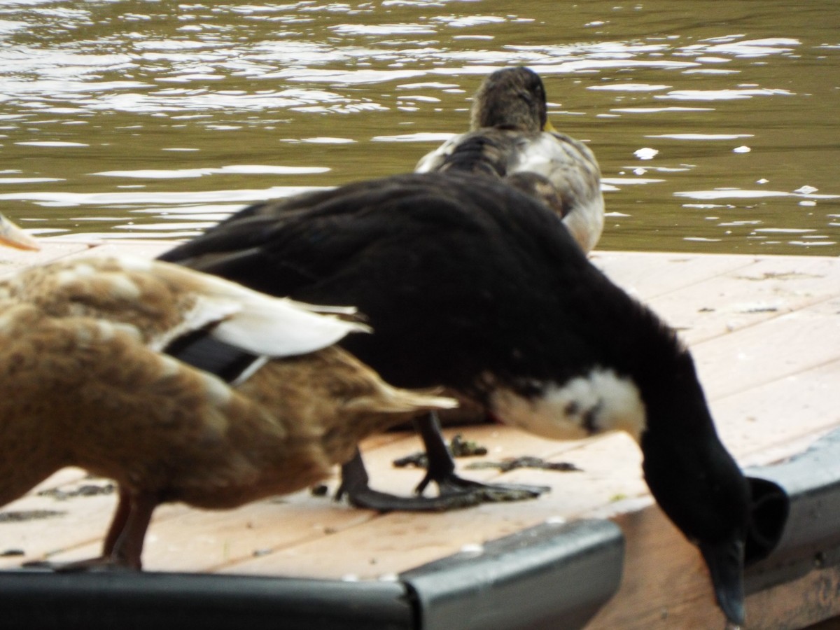 Mallard (Domestic type) - ML627463318