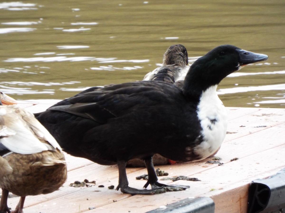 Mallard (Domestic type) - ML627463319