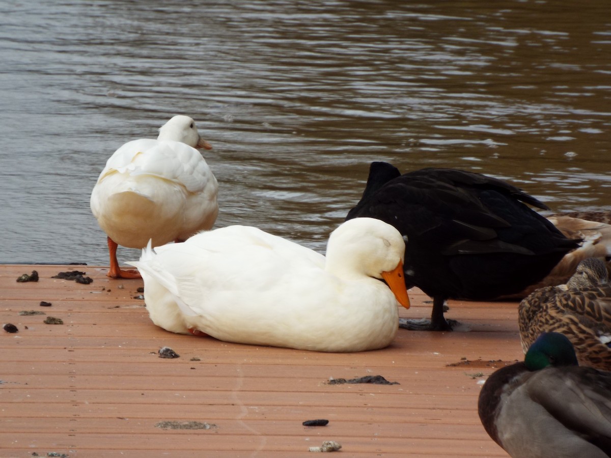 Mallard (Domestic type) - ML627463320