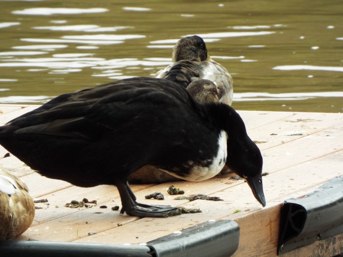 Mallard (Domestic type) - ML627463321