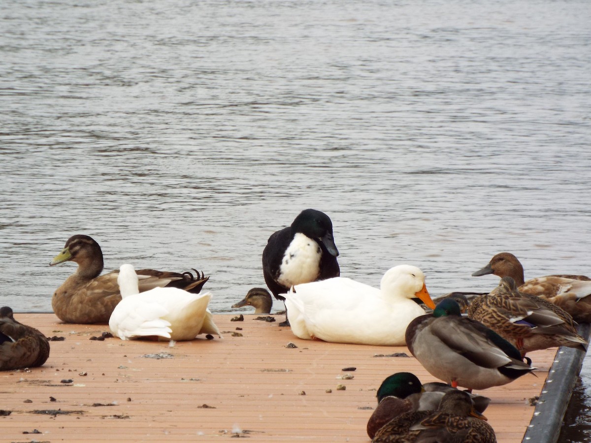 Mallard (Domestic type) - ML627463322