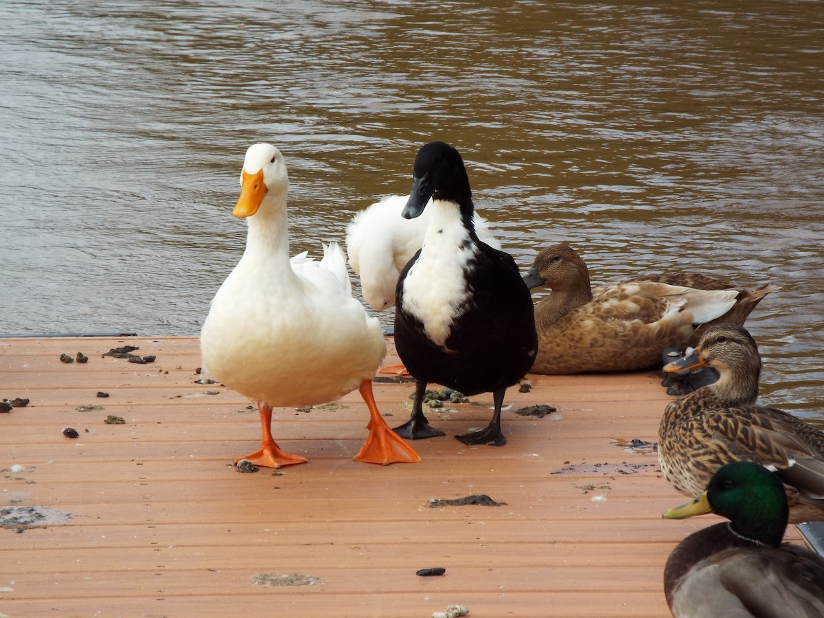 Mallard (Domestic type) - ML627463323