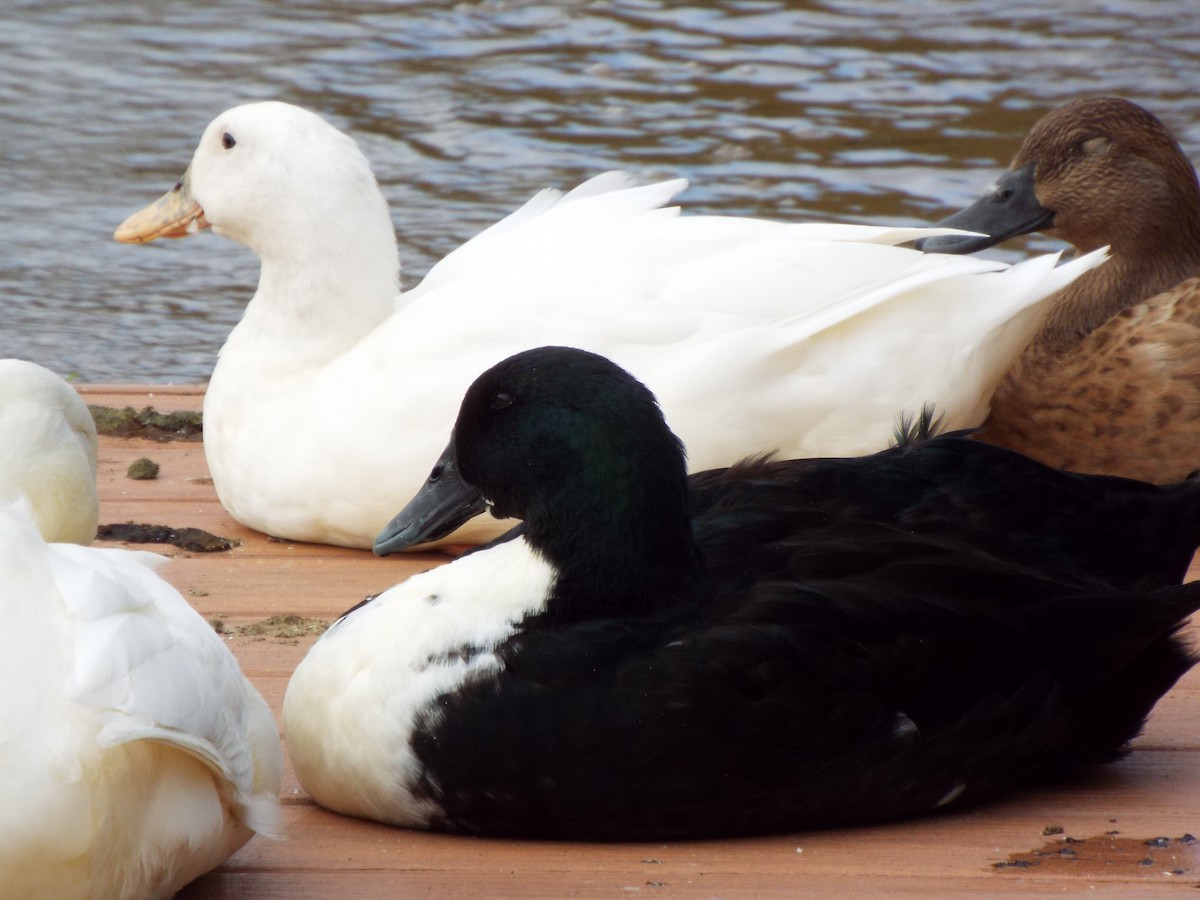 Mallard (Domestic type) - ML627463324