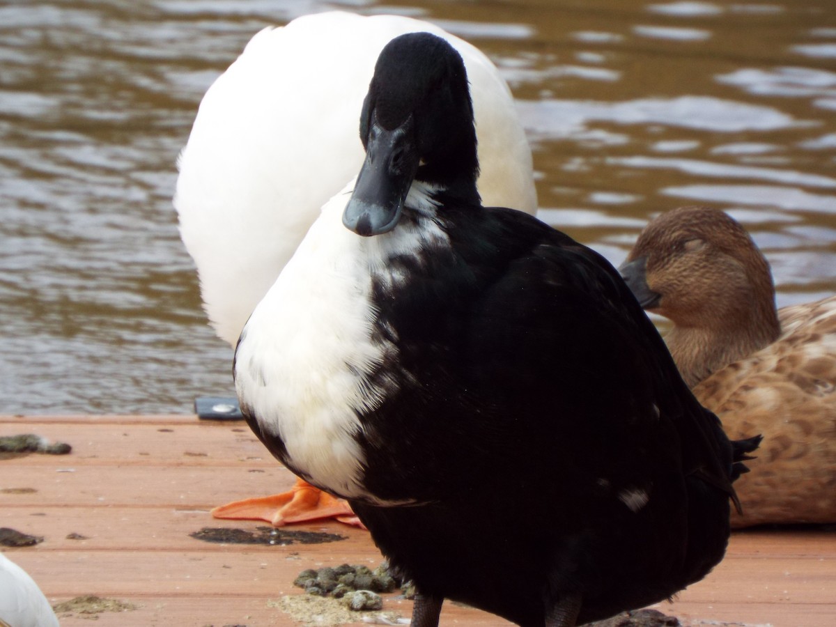 Mallard (Domestic type) - ML627463325