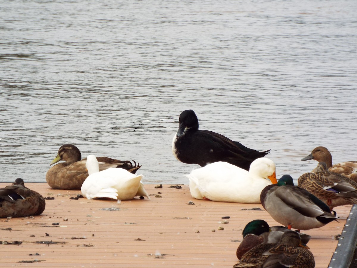 Mallard (Domestic type) - ML627463326