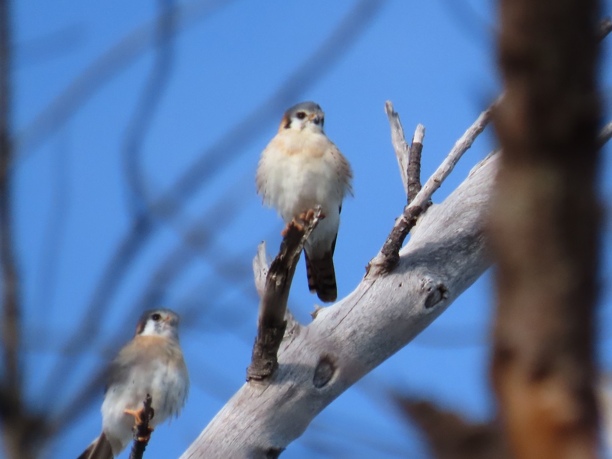 American Kestrel - ML627463337