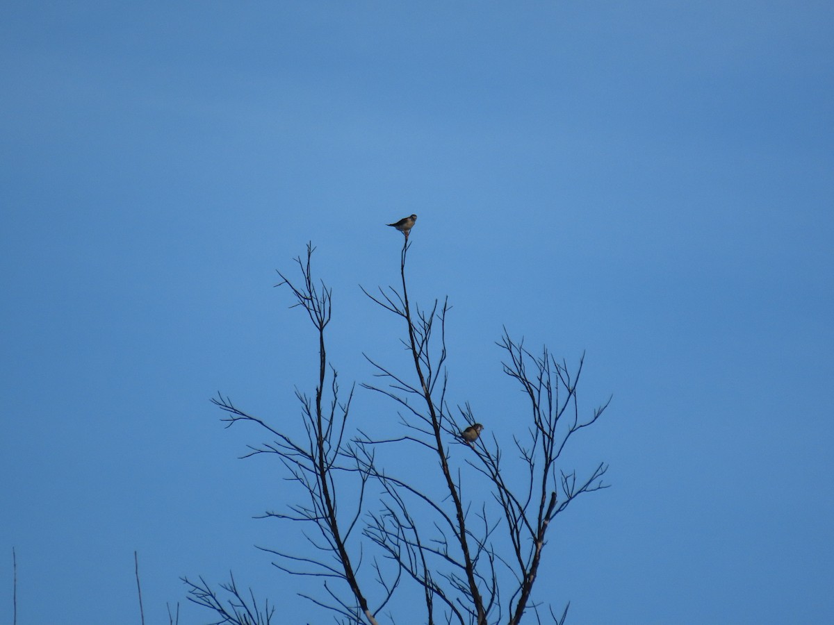 American Kestrel - ML627463338