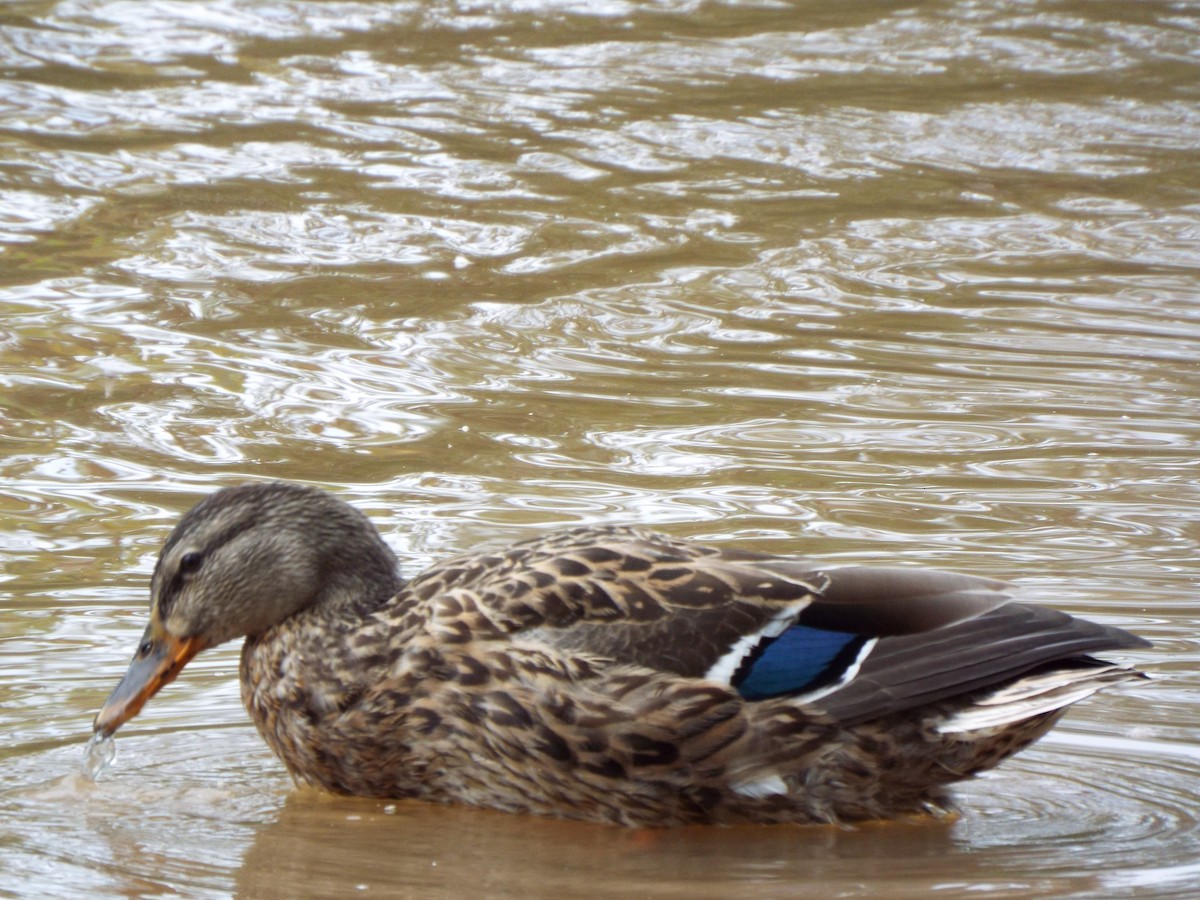 Mallard - ML627463351