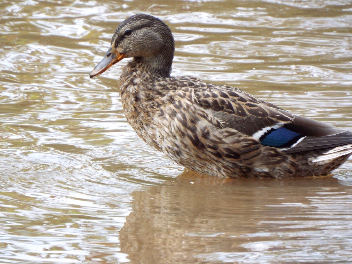 Mallard - ML627463353