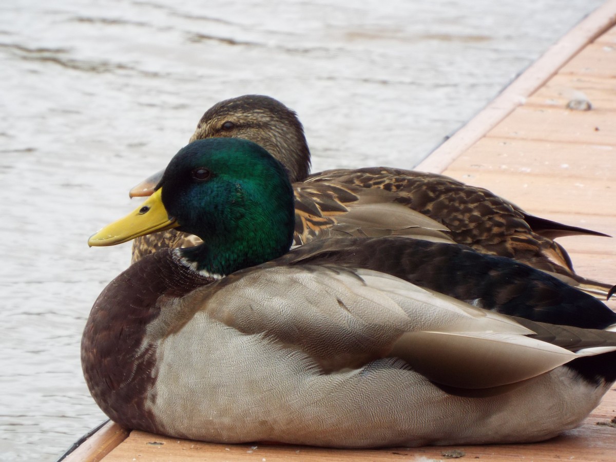 Mallard - ML627463355