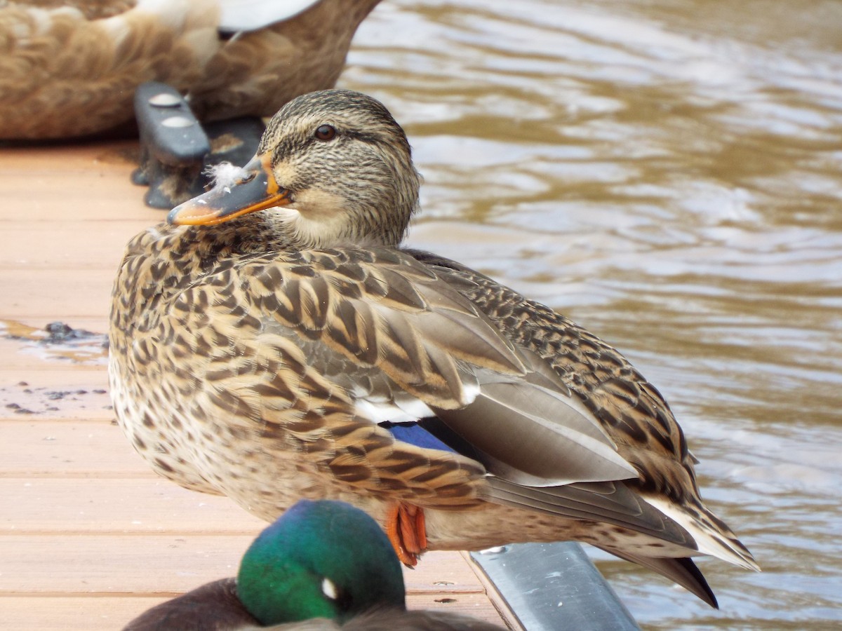 Mallard - ML627463356