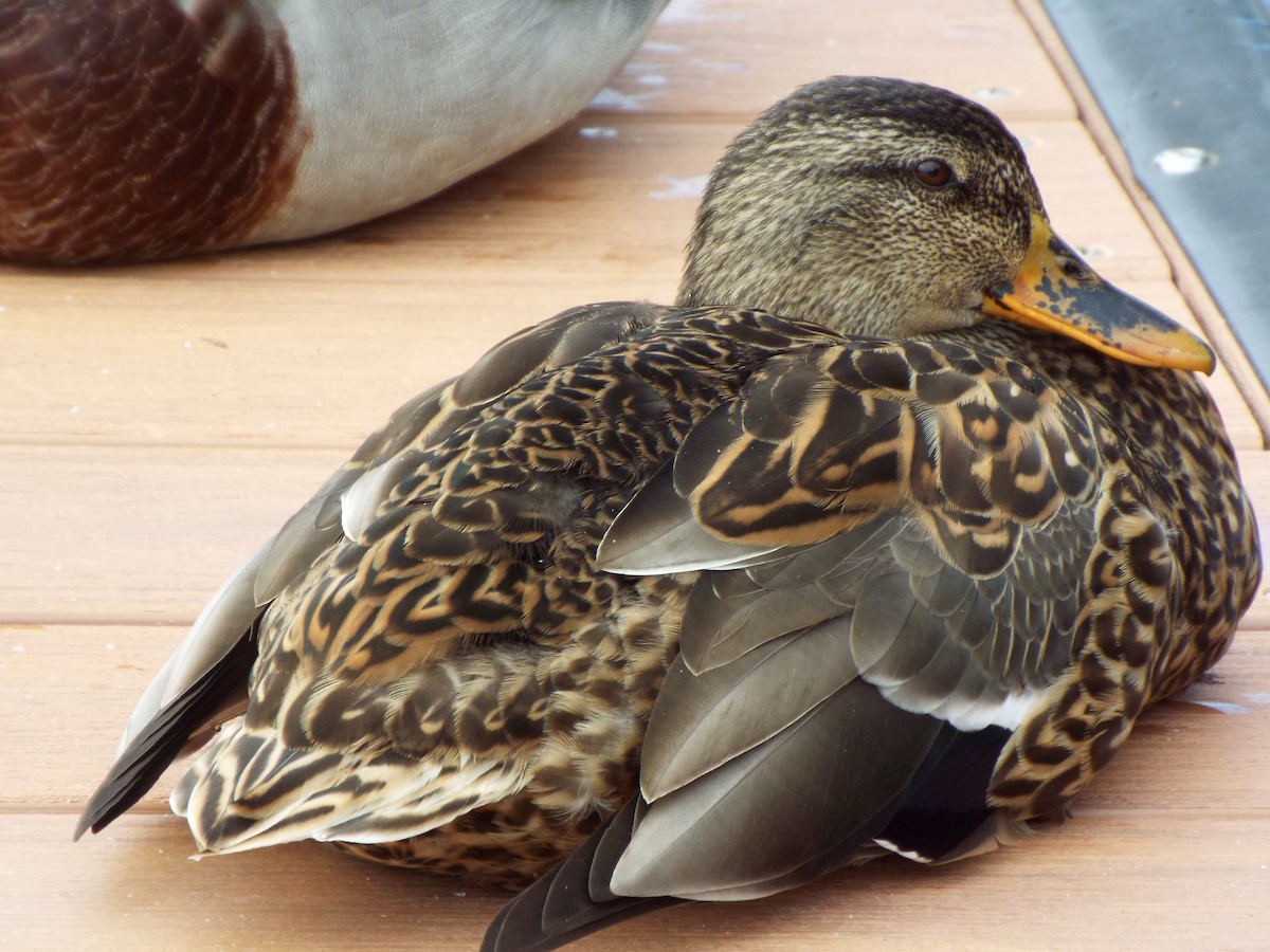 Mallard - ML627463358