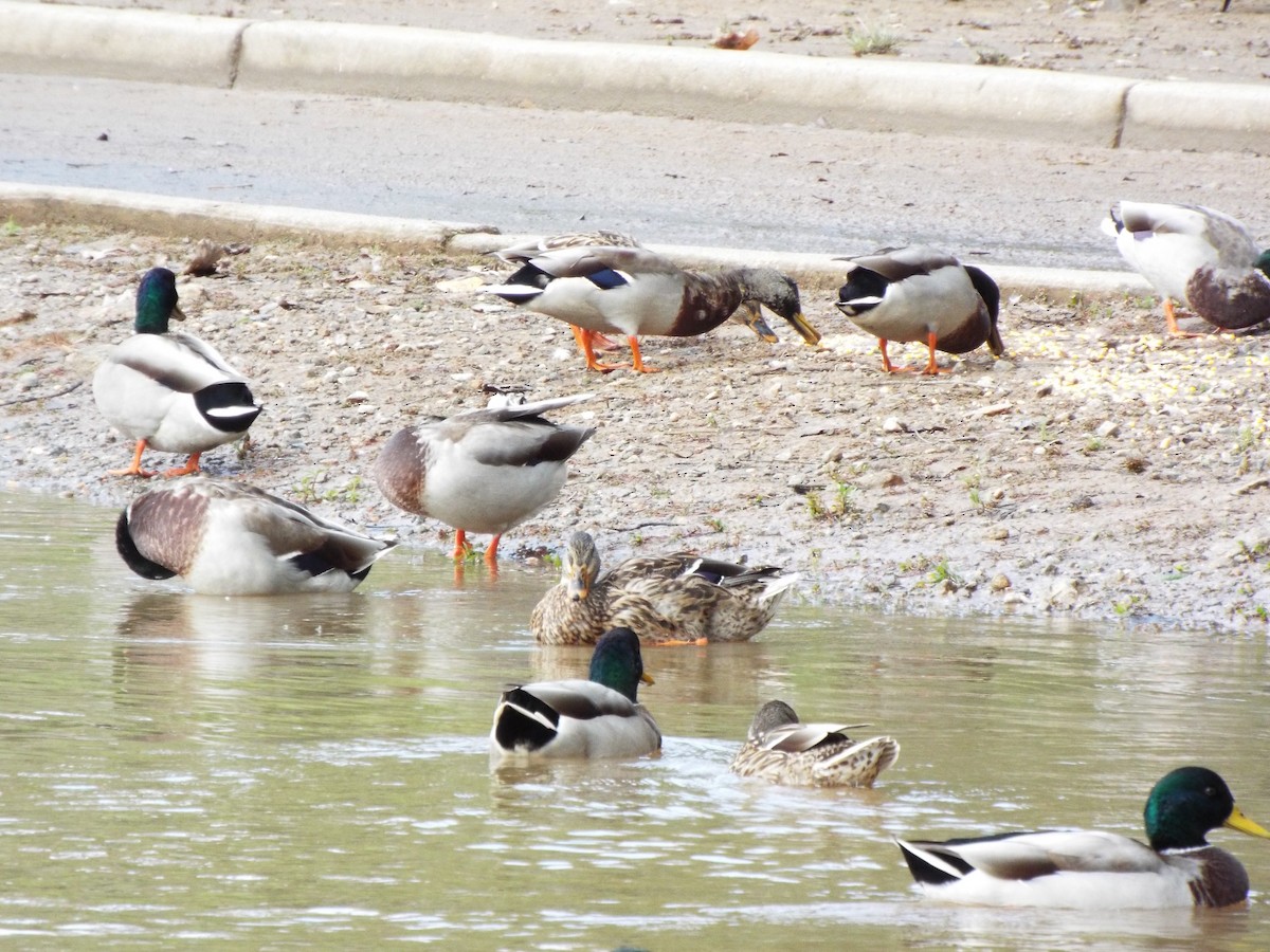 Mallard - ML627463359