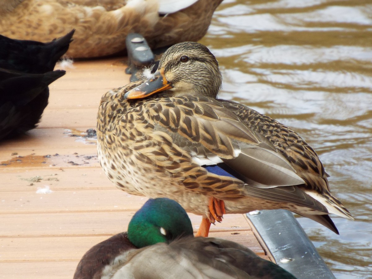 Mallard - ML627463361