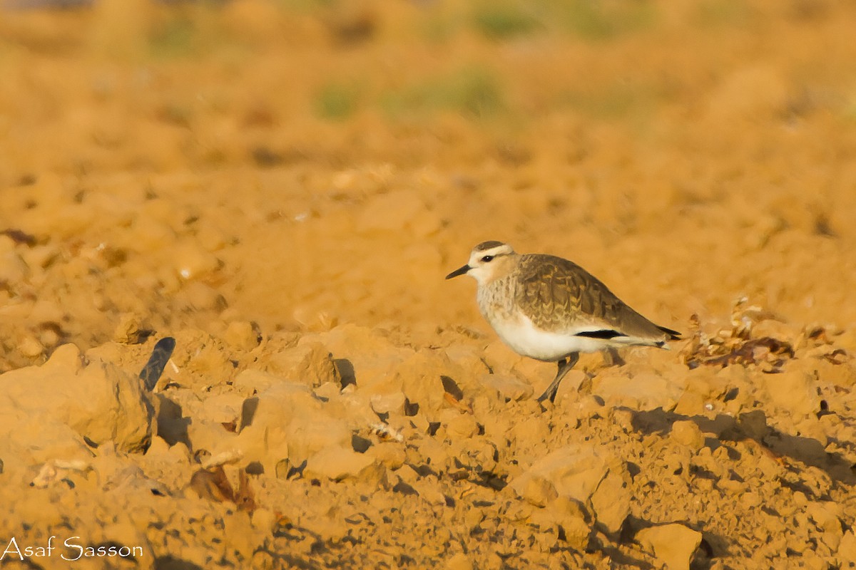 Sociable Lapwing - ML627463615