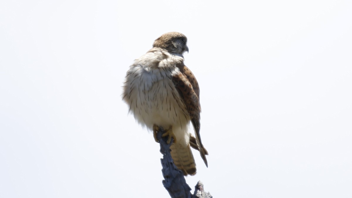 Nankeen Kestrel - ML627463750