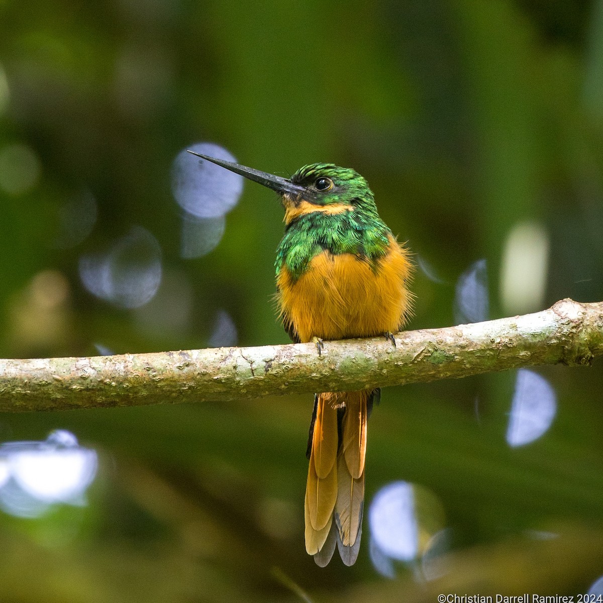 Rufous-tailed Jacamar - ML627463768