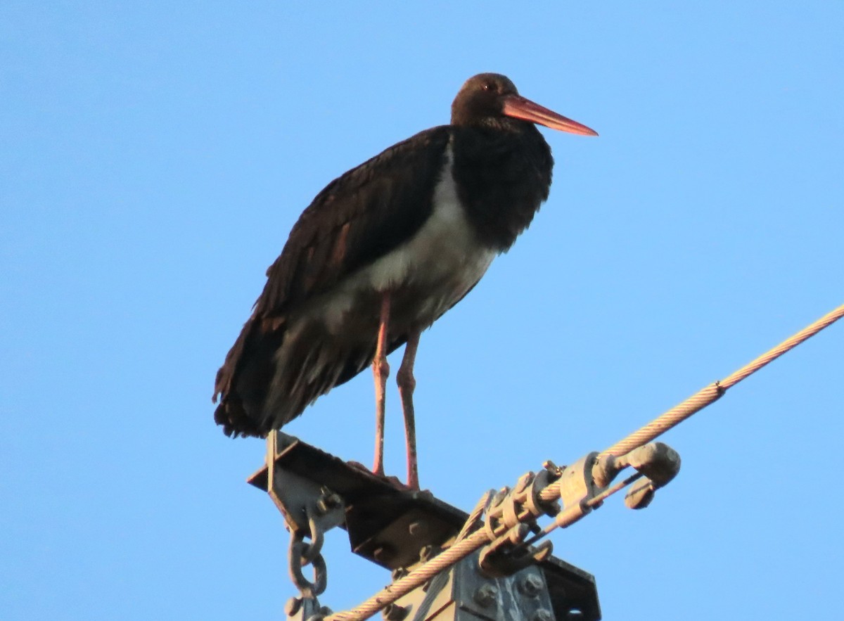 Black Stork - ML627463936