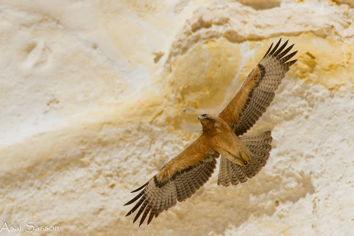 Bonelli's Eagle - ML627463944