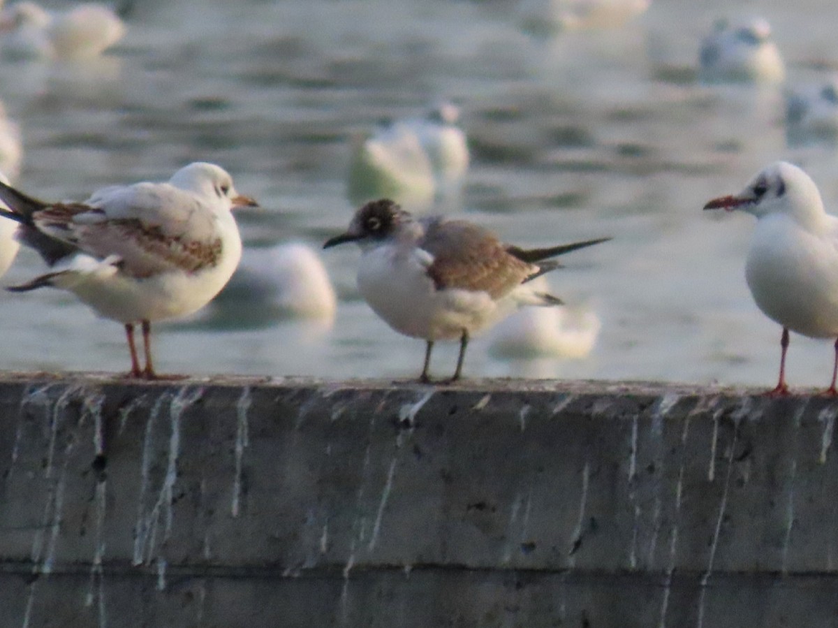 Franklin's Gull - ML627463995