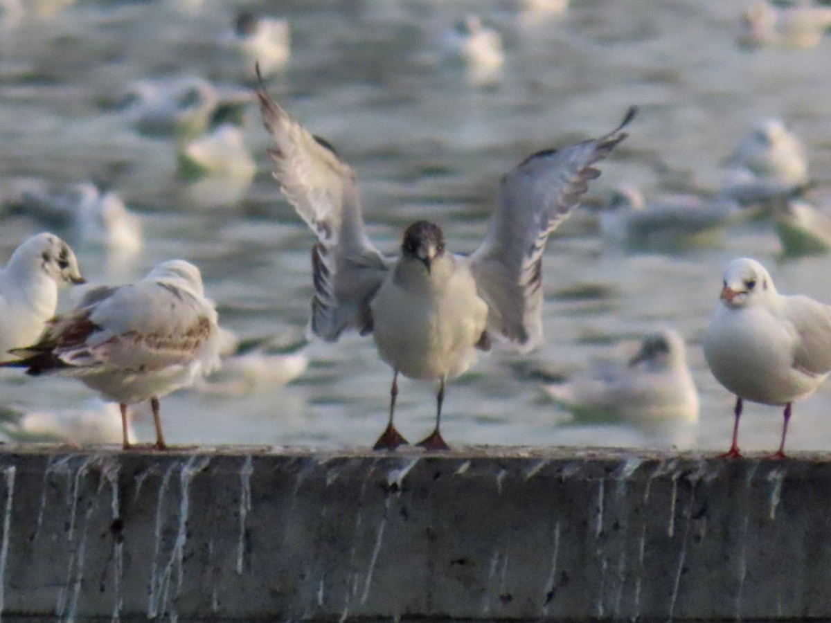 Franklin's Gull - ML627463999