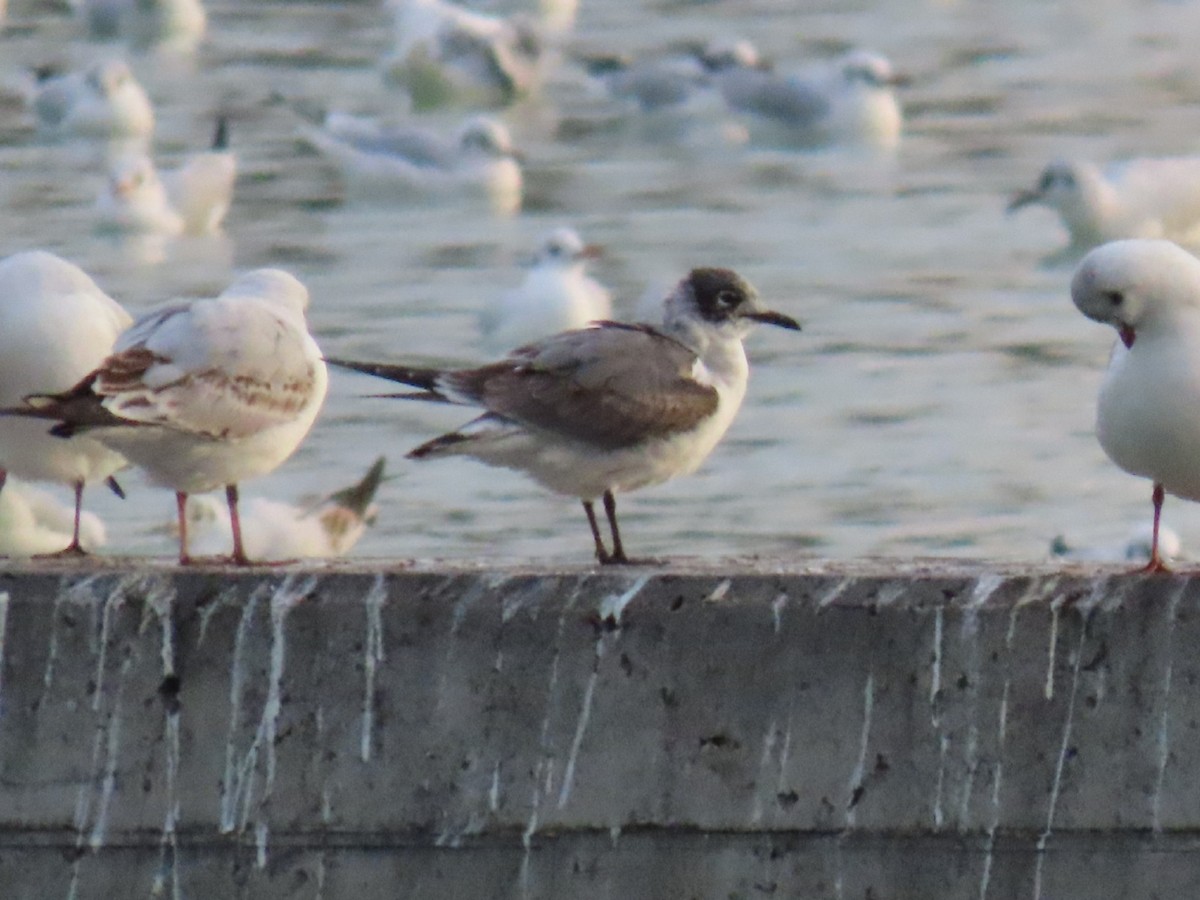 Franklin's Gull - ML627464008