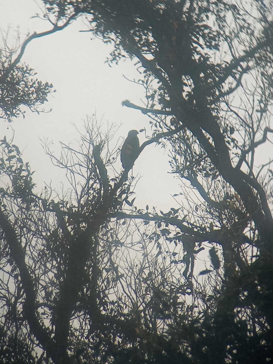 Gray-bellied Hawk - ML627464084