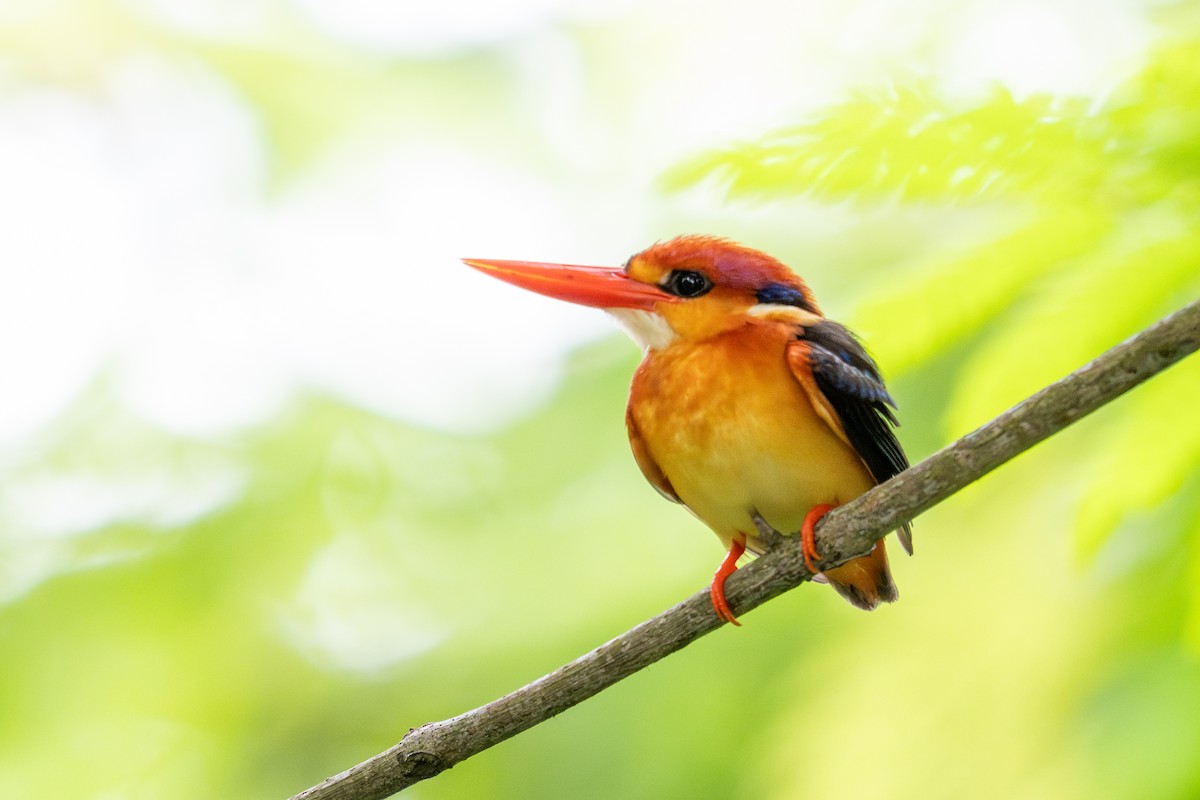 Black-backed Dwarf-Kingfisher - ML627464106