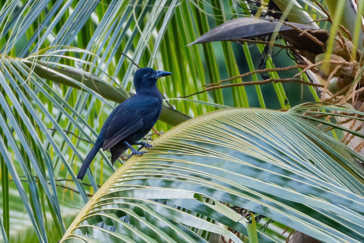 Obi Paradise-crow - ML627464206
