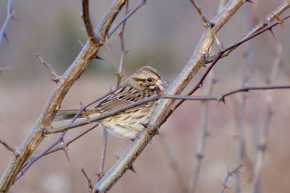 Song Sparrow - ML627464324