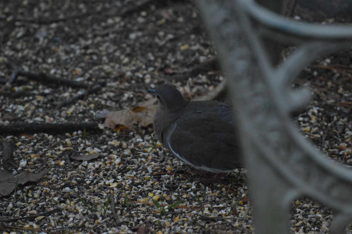 White-winged Dove - ML627464339