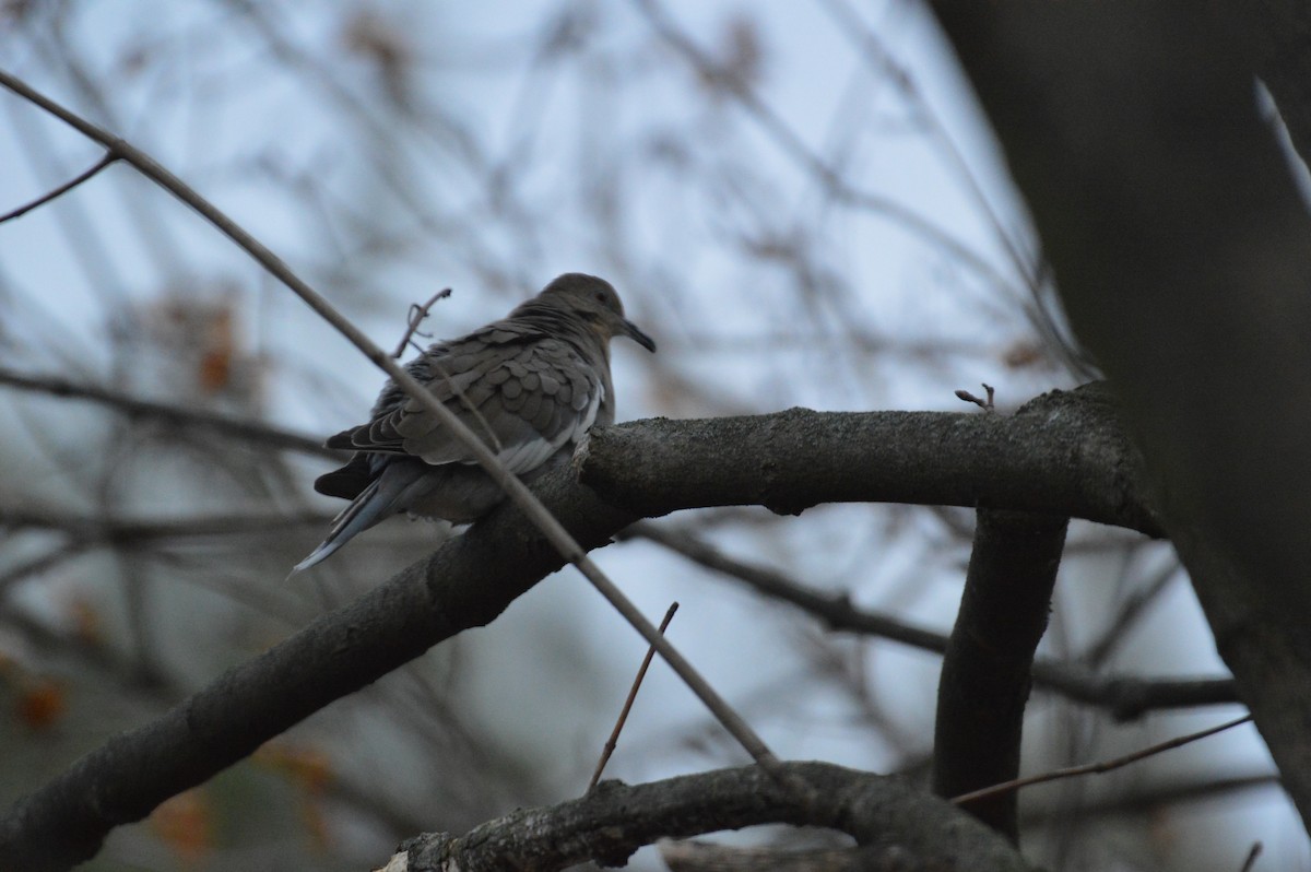 White-winged Dove - ML627464347