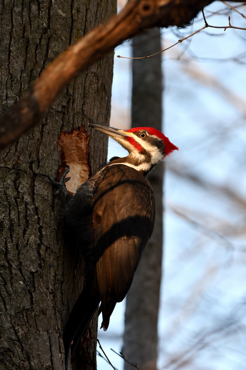 Pileated Woodpecker - ML627464349