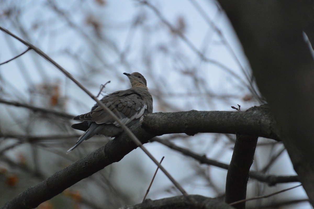 White-winged Dove - ML627464351