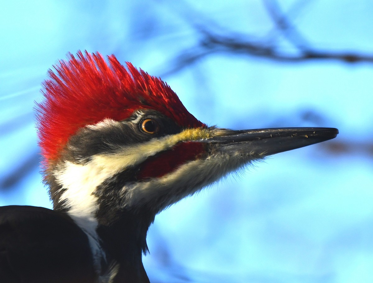 Pileated Woodpecker - ML627464352