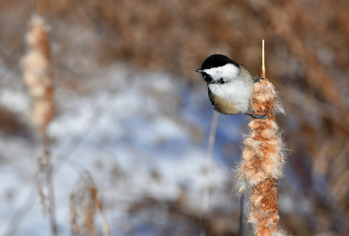 Black-capped Chickadee - ML627464360