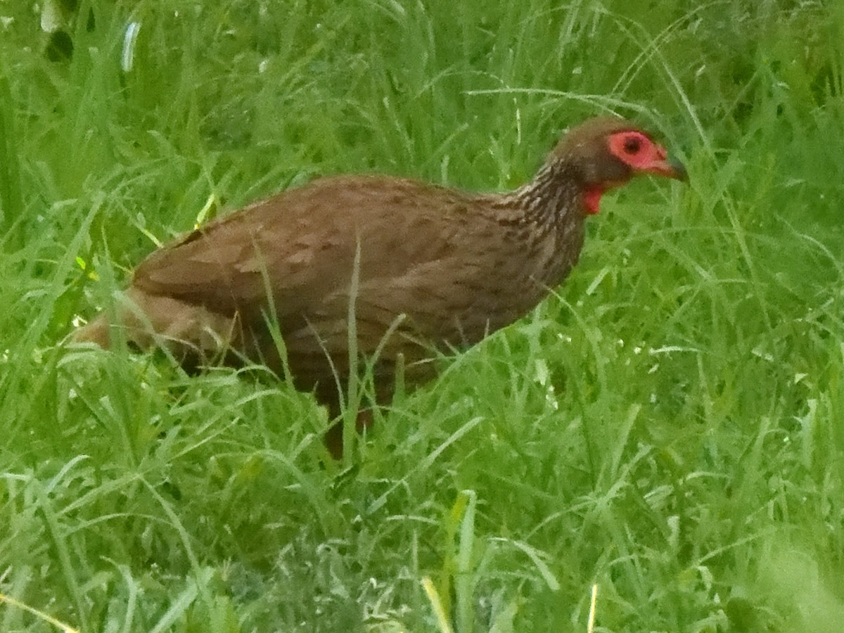 Swainson's Spurfowl - ML627464388