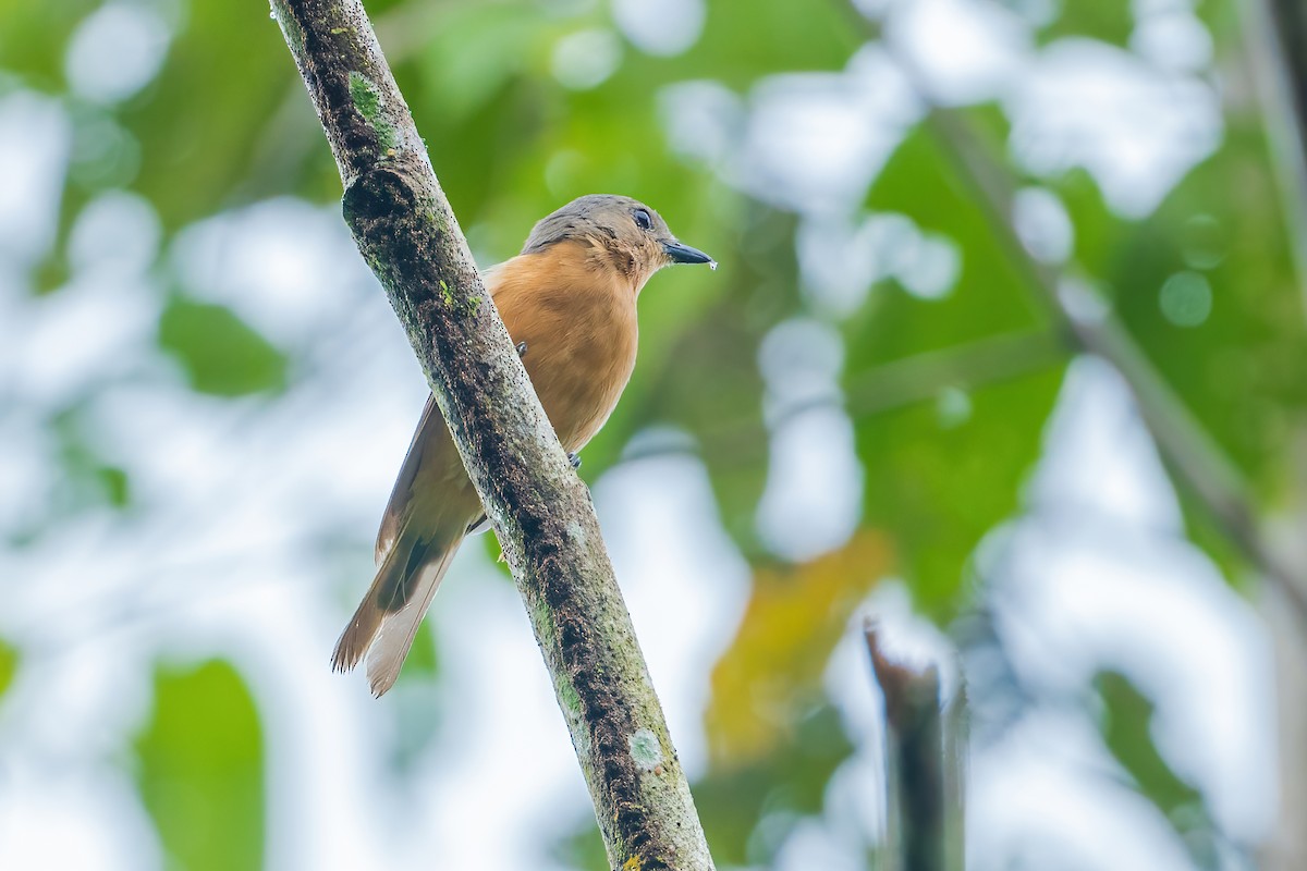 Drab Whistler (Cinnamon-breasted) - ML627464499