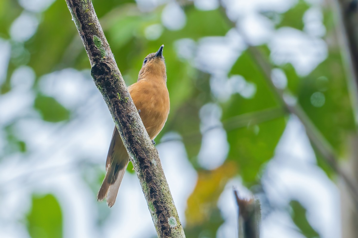 Drab Whistler (Cinnamon-breasted) - ML627464500
