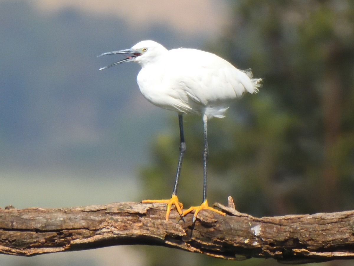 Хурган дэглий - ML627464602