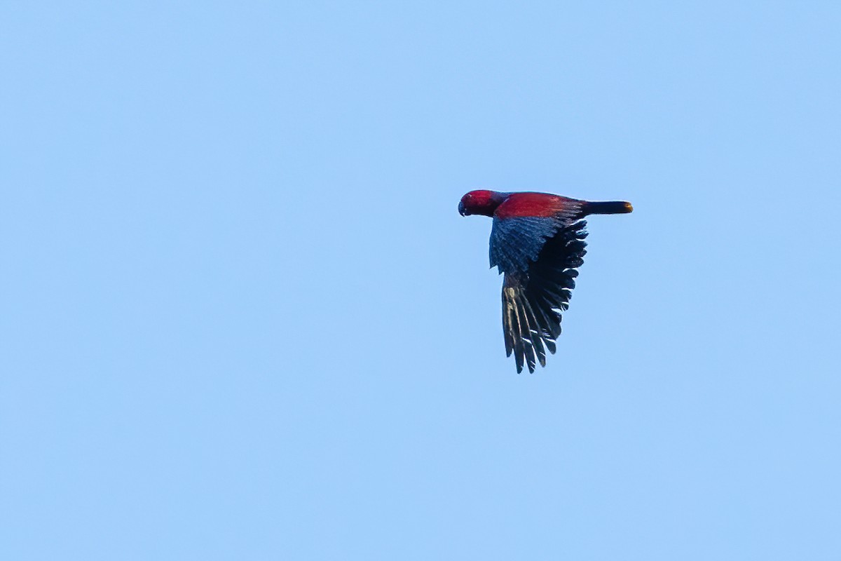 Moluccan Eclectus - ML627464607