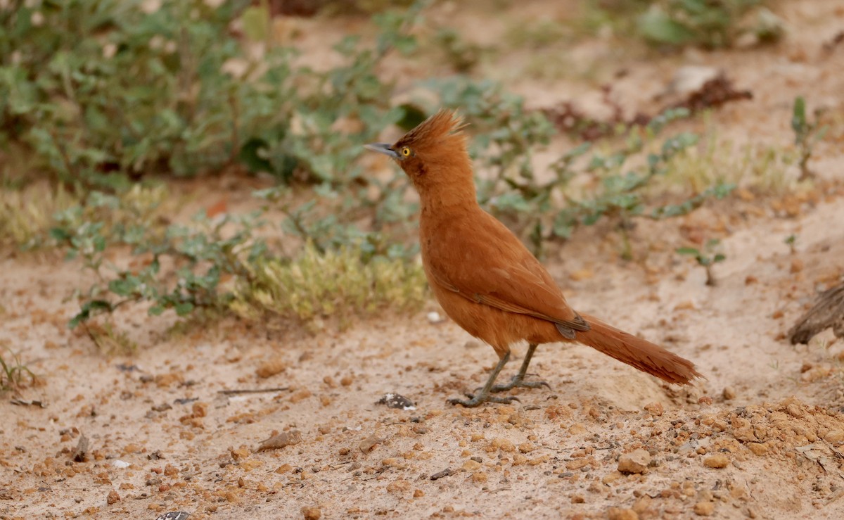 Rufous Cacholote - ML627464858