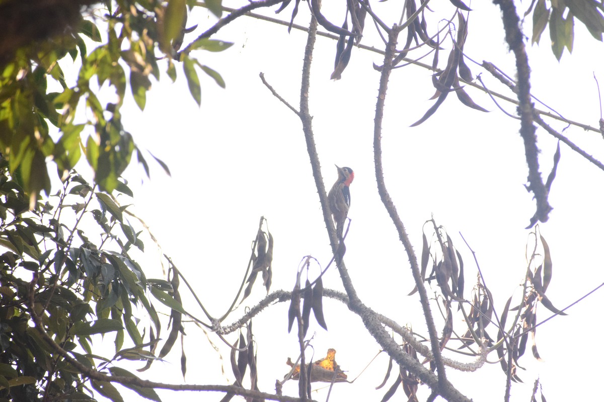Darjeeling Woodpecker - ML627464907