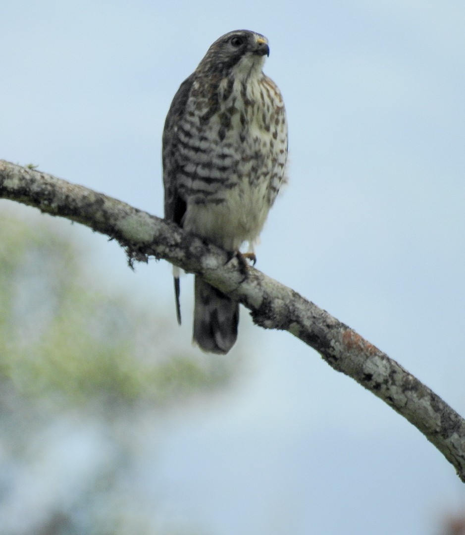 Broad-winged Hawk - ML627465104