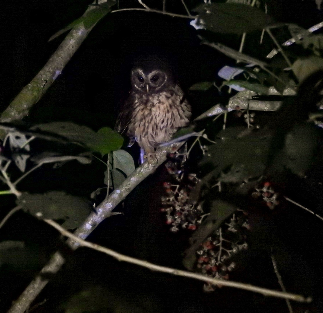 Mottled Owl - ML627465109