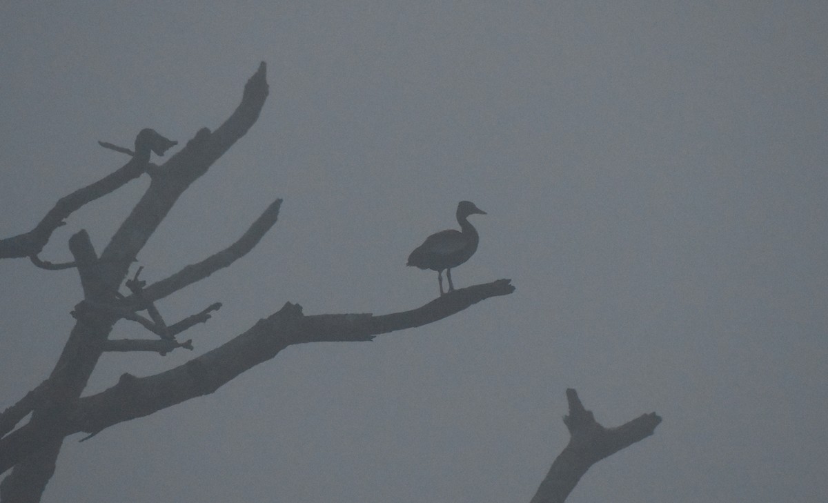 Black-bellied Whistling-Duck - Chris Rohrer